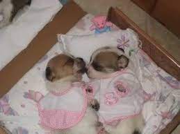 Cute Newborn Puppies Cute Pictures Of Baby Puppies Biography Newborn Puppies Baby Puppies Puppies