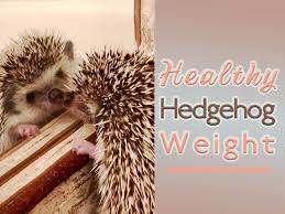 healthy hedgehog weight heavenly hedgies