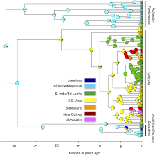 Image result for Agathisanthemum