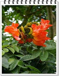 Log in to your tumblr account to start posting to your blog. An Astounding List Of Hawaiian Flowers With Names And Pictures Gardenerdy