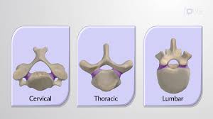 Image result for Lumbar vertebrae