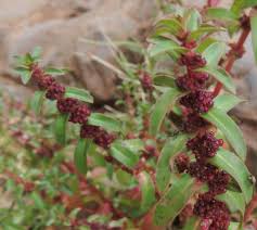 Image result for Ammannia baccifera