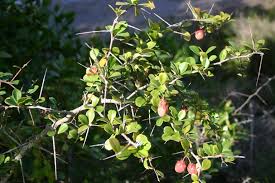 Image result for Gymnosporia oxycarpa