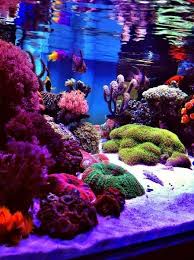 Shallow Illuminated Nano Reefs Gallery Nano Reef Com Forums Tank Acquar In 2020 Saltwater Aquarium Fish Marine Aquarium Fish Tank