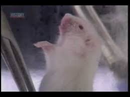 Mouse Breathing Water Youtube