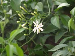 Image result for Jasminum fluminense