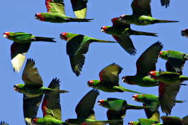 Image result for parakeets in the wild
