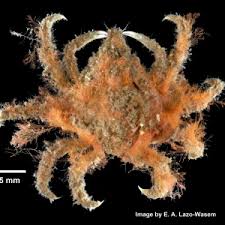 Image result for Embelia libeniana