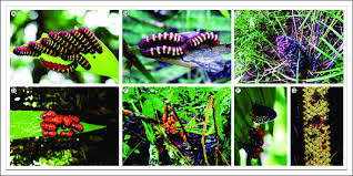 Image result for Zamiaceae