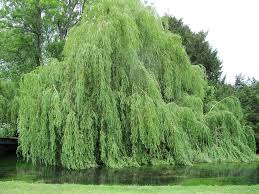 Maybe you would like to learn more about one of these? Tree Profiles Weeping Willow Salix Babylonica Part 1 Iron Tree Tree Knowledge Base