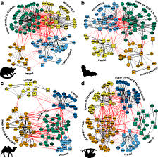 Vertebra) are the vertebrae of the neck, immediately below the skull. Musculoskeletal Networks Reveal Topological Disparity In Mammalian Neck Evolution Bmc Ecology And Evolution Full Text