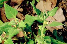 Image result for Tetragonia