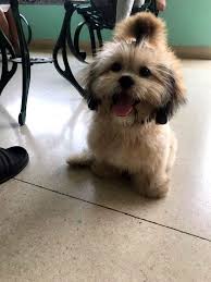 minik sirin kopek shih tzu kopek yavru kopek