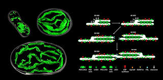 For example, animal cells do not have a cell wall or chloroplasts but plant cells do. Plantae Chloroplast Biogenesis In Germinating Seeds A Multi Dimensional Approach Plantae