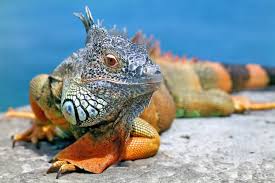 They're native to tropical climates green iguanas you find in pet stores are usually imported from south america, and are native to regions that are rich. Iguana As A Pet Pros And Cons Pet Comments