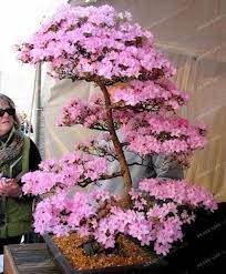 Pin On Wishing Tree