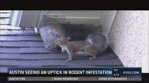 Maybe you would like to learn more about one of these? Mice Rats Infesting Homes In Northwest Austin Cedar Park Kvue Com