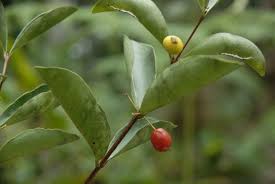 Image result for Eugenia aschersoniana
