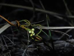 Image result for Cassytha filiformis
