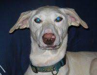 You may have a specific pet in mind or just beginning your search for a new family member; Alaska Dog Puppy Rescue Spca International