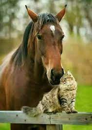 Odd Animal Couples 10 Cats Who Made Friends With Other Critters Videos Cattime Weird Animals Horses Odd Animal Couples