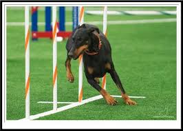Doberman Agility Dobermann Pinscher Doberman Dogs Doberman Pincher Dog