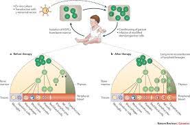 Check spelling or type a new query. Ex Vivo Gene Transfer And Correction For Cell Based Therapies Nature Reviews Genetics