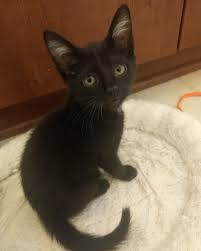 Perhaps the ear tufts serve no purpose. Love His Little White Tufts Of Fur In His Ears And His Single White Whisker Aww