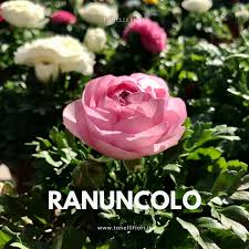Lidl riva fiori domani : Tonelli Fiori Home Facebook