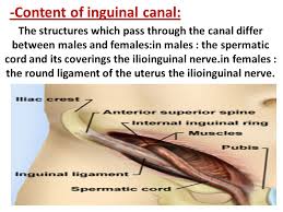 The tunnel in the lower anterior abdominal wall through which the spermatic cord, in the male; Hernia And Its Related Anatomy Ppt Video Online Download