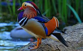 Choose from 90+ mandarin duck graphic resources and download in the form of png, eps, ai or psd. Picture Duck Birds Aix Galericulata Mandarin Duck Animals 1920x1200