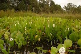 Image result for Pycreus unioloides