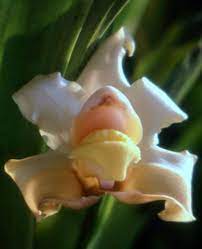 Was ist jetzt im garten zutun? Pflanzen Ratgeber Krank De Pflanzen Orchideen Saatgut