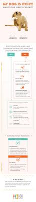 How To Tell If Your Pet Has Dog Food Allergies Dog Food Allergies Dog Allergies Food Allergies
