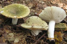 Image result for Russula variata
