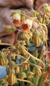 Tylecodon pearsonii inflorescence.