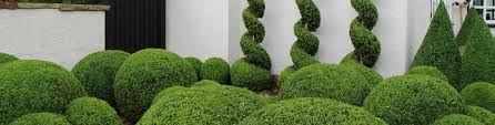 ✓ free for commercial use ✓ high quality images. Caring For Topiary Crown Topiary Topiary Trees Uk London