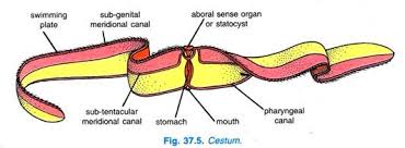 Bildergebnis für cestida
