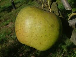 Veterans Day 2024 apple connection