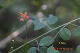 Image result for Indigofera subulata