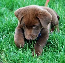 The german shepherd lab mix is a loyal dog and also known affectionately as the sheprador. Brown Lab With Mix With Hint Of Australian Shepard Cute Animals Animals Labrador
