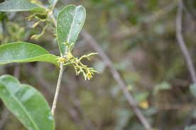 Image result for Cryptolepis decidua