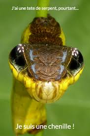 Epingle Sur Nature
