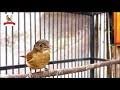 We did not find results for: Download Burung Lamboyan Jantan Bersiul Mp3 Video Mp4 3gp
