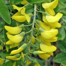 Image result for Laburnum anagyroides