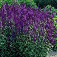 Caradonna Meadow Sage Meadow Sage Long Blooming Perennials Salvia