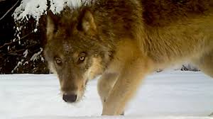 A lone wolf howls to attract the attention of his pack, while communal howls may send territorial messages from one pack to another. Wolf Hunting Wildlife Advocacy Groups Sue To Overturn Wisconsin Law