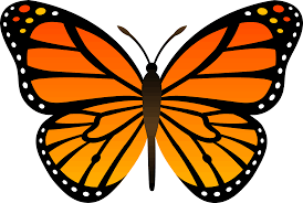 Download and use 2,000+ butterfly stock photos for free. Monarch Butterfly Png Download Image Png All