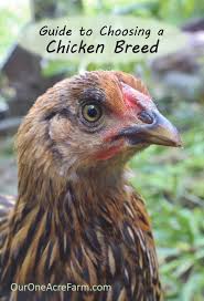 Guide To Choosing Chicken Breeds Pick The Best Breeds For