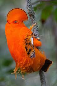 Bird With Red Mohawk And Orange Beak Pin Em Macaws Parrots